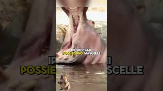 Le mascelle degli ippopotami sono assurde 😱 animals shorts [upl. by Cramer]