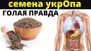 ВСЯ ПРАВДА о СЕМЕНАХ УКРОПА Что натворит всего одна ложка с организмом [upl. by Anala838]