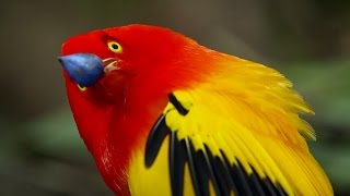 The Bowerbirds Grand Performance  Life Story  BBC Earth [upl. by Ahsakat735]