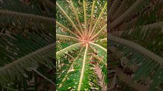 Cycas plant propagationcycasd pup removal propagationviralshorts vlog [upl. by Tim]