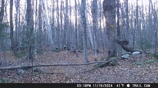 2024 November Trail Cam Captures [upl. by Ttenyl25]