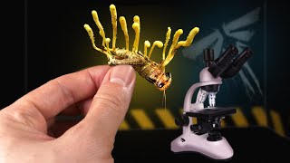 CORDYCEPS WE FOUND THE MUSHROOM FROM The Last Of Us AND INFECTED INSECTS WITH IT Part 1 [upl. by Chiang]