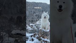 Ravennaschlucht from day to night 🎄❄️😍 travel transition christmasmarket samoyed dog [upl. by Diva]