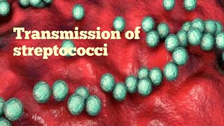 Transmission of streptococci  microbiology [upl. by Carpio]