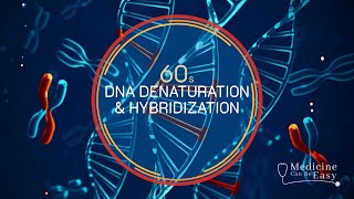 Genetics in 60 seconds Denaturation amp Hybridization [upl. by Harlamert]