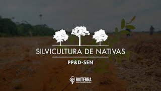 Pesquisa de Silvicultura de Espécies Nativas [upl. by Neelyahs]