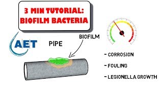 Beneficial Biofilm Bacteria  waste water treatment [upl. by Thill]