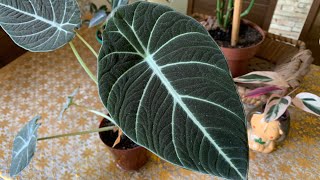 Você já viu Floração da Alocasia black [upl. by Annissa262]