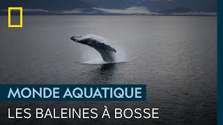 Les majestueuses baleines à bosse du parc national de la Baie des Glaciers [upl. by Samantha805]