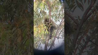 PORCUPINE EATING IN TREE [upl. by Varhol]