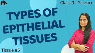 Types of Epithelial Tissues 5 Class 9 Science CBSE 9th Biology [upl. by Alyose]