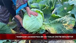 quotEskipazar lahanasıquotnda bin 300 tonluk üretim bekleniyor [upl. by Ylelhsa]