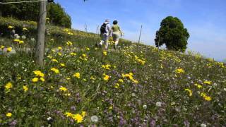 Spring in HolderbankSO Switzerland [upl. by Anaidni50]