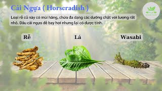 Cải Ngựa  Horseradish   Rau củ 05  Dinh Dưỡng Chữa Bệnh  Dinh Dưỡng amp Sức Khỏe [upl. by Omer]