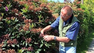 Rhododendron und Azaleen pflegen und schneiden GartenVideoAnleitung Tipps und Tricks vom Profi [upl. by Belford]