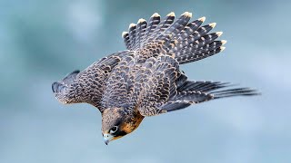 PEREGRINE FALCON  a dive fighter The FASTEST animal on the planet [upl. by Hardie]