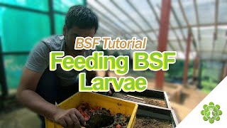 Some Tips to Feeding BSF Larvae [upl. by Nivalc]