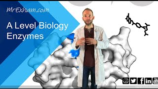 Enzymes Part 1  Structure function and rates  A Level Biology [upl. by Ecirb]