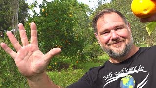 5 Fruit Trees that are too EASY to GROW in the Home Garden [upl. by Aidam]