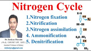 Nitrogen Cycle Nitrification assimilation Ammonification nitrogenfixation nitrogencycle ecology [upl. by Yauq]