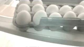 EGG PRANK FAIL [upl. by Jarnagin51]