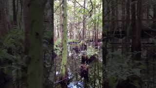 Cypress swamps floridanature [upl. by Anircam]