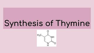 Synthesis of Thymine [upl. by Lamrert504]