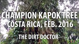 Champion Kapok Tree Costa Rica Feb 2016 [upl. by Cagle]