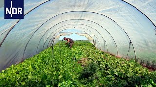 Regionale Landwirtschaft Wenn Essen wieder was wert ist  die nordstory  NDR Doku [upl. by Randee]