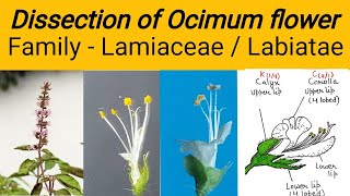 Dissection of Ocimum flower  Family Lamiaceae  Family labiatae  Tulsi flower dissection [upl. by Nyladnor243]