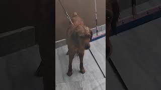 Drana h hsana nhishortfeedgoldenritrieveranimal funny videoytshortsyoutubeshortsviralvideos [upl. by Nevil]