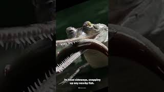 Gharials Are One of the Strangest and Rarest Crocodiles on Earth Shorts [upl. by Klement869]