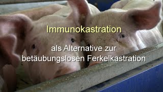 Jungebermast mit Immunokastration [upl. by Aniled75]