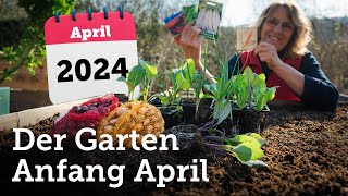 Garten Anfang April Aussaaten und Pflanzungen im Freiland die Sinn machen 🫛🥕🥬🧅🥔🥦🌼 [upl. by Mauri]