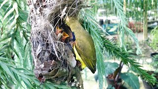 Olivebacked Sunbird Parents Feeding Their Babies 5 – Bird Family Nesting in the Plant Garden EP85 [upl. by Babita]