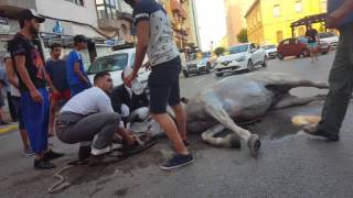 Caballo se desploma exhausto en feria de La Línea 2017 [upl. by Notyard]