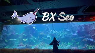 BXSEA  AKUARIUM BARU DI BXCMALL BINTARO TIKET 150RB YAH [upl. by Tihor]