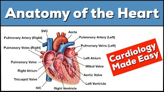 Anatomy of the Heart Structures and Blood Flow Cardiology Made Easy [upl. by Vilma]