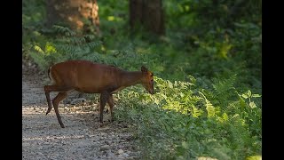 How high can a Muntjac jump shorts [upl. by Inilahs]