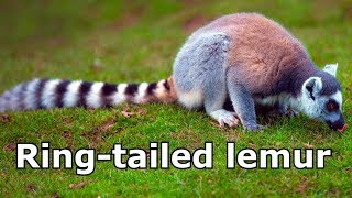 Ringtailed Lemur Sounds and Pictures  Learn The Sound A Ringtailed lemur Makes  Animal Sounds [upl. by Renie976]