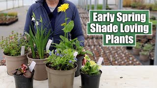 Shade Loving Perennials that SHINE in Early Spring [upl. by Ainaj470]