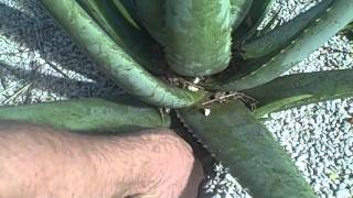 Pulling Aloe Pups for Transplanting [upl. by Burgener756]