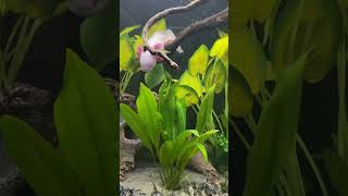 amfibi axolotl axolotllove aquarium axolotes fish koi axolotls fishtank axolotlpet [upl. by Acirret]