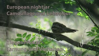 Ziegenmelker  European nightjar Caprimulgus europaeus [upl. by Wilden]