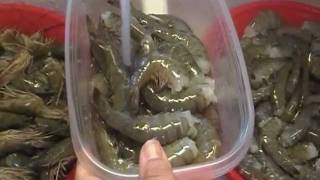 Noreens Kitchen Tid Bit How to Clean and Freeze Fresh Shrimp [upl. by Aznarepse]