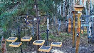 20241029  Foothills Birds  PTZ Live Stream Bird Feeder Cam 65 Species [upl. by Stevie332]