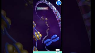 Chromatin Chromosomes and Chromatid Nucleosome and DNA [upl. by Dagnah]