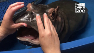 Baby Hippo Fiona Gets a Dental Check  Cincinnati Zoo [upl. by Etnovert494]