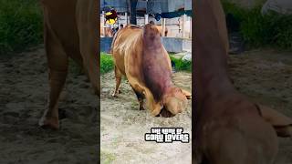 Giant Heavyweight Red American Brahman Bull of Dhaka Agro with Amazing Body Structure cow sapi [upl. by Tildi]