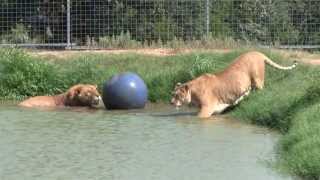 Levi the Liger Is the Worlds Second Largest Cat [upl. by Anirba290]